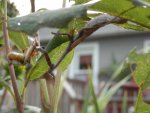 Praying mantis eating grasshopper.JPG