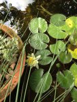First bloom ever by Fishylove.jpg First bloom ever by Fishylove.jpg