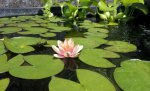 First Lilly Bloom by Neo.jpg