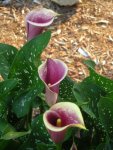 My calla lillies (Ascari) by Nepen.jpg