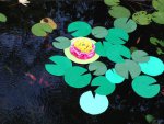 PacMan water lily by Mmathis.jpg PacMan water lily by Mmathis.jpg