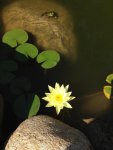 The frog and the lily by Anthony.jpg The frog and the lily by Anthony.jpg