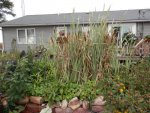 Backside of koi bog before removing cattails.JPG