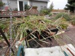 LOTS of cattails and penny wart removed.JPG
