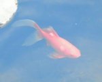 Fish with bumps 3.JPG Fish with bumps 3.JPG