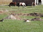 Horses and dogs.JPG Horses and dogs.JPG