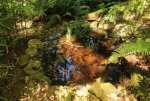 large_pond.jpg large_pond.jpg