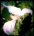Funny Fish Face by pecan.jpg Funny Fish Face by pecan.jpg