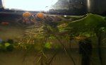 Guppy babies by Nepen.jpg Guppy babies by Nepen.jpg