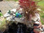 pond 2013 014.JPG