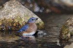 Bluebird in the stream by RobAmy.jpg
