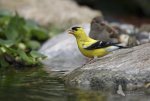 Gold finch at the stream pb.jpg