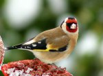 goldfinch.jpg