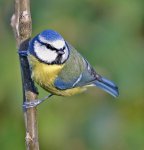 720-blue-tit-IMG_8936.jpg