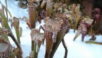 IMG_20131209_100458_705.jpg
