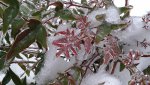 IMG_20131209_095257_293.jpg