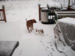 12-26-2010 snow 008.JPG