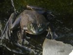 Frogzilla.jpg Frogzilla.jpg