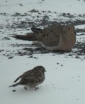 Dove and sparrow.JPG