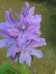 Water Hyacinth.jpg