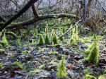 Gnomes village by jabaris fernery.jpeg Gnomes village by jabaris fernery.jpeg