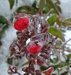 Ice blanket by addy1.jpg Ice blanket by addy1.jpg
