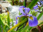 Japanese Iris by pecan.jpg