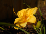 My $2 lily that opened up in Autumn by JBtheExplorer.png