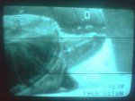 My baby snapper by curb.jpg My baby snapper by curb.jpg