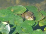 Our first frog in the new pond by rebelangel_3733.JPG Our first frog in the new pond by rebelangel_3733.JPG