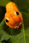 Spicebush Swallowtail Caterpillar by RobAmy.jpg
