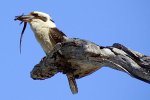 Kookaburra3.jpg