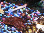 Clown pleco and Dojo loach.JPG