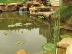 Pond & Yard 041.jpg