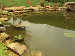 Pond & Yard 042.jpg