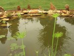 Pond & Yard 068.jpg