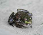 frog 1.JPG
