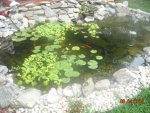 Pond resize 2.jpg