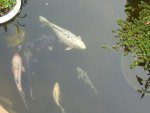 fish 2 008rs.jpg