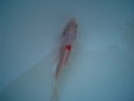 new koi.jpg