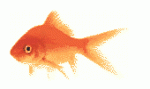 goldfish71.gif