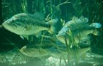 Largemouth-Bass.jpg
