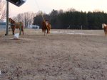 pond ice horses 001.JPG