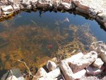 Clear goldfish pond.JPG