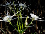 spider_lily_28-4.jpg