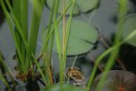 Fred the Toad in Bog Pond.jpg