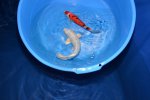 Deep south Koi 2014 young champion.jpg