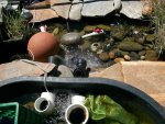 pond 5-21-2014 008.JPG