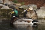 Mallard pair in our pond gp.jpg