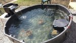 pond is in.jpg